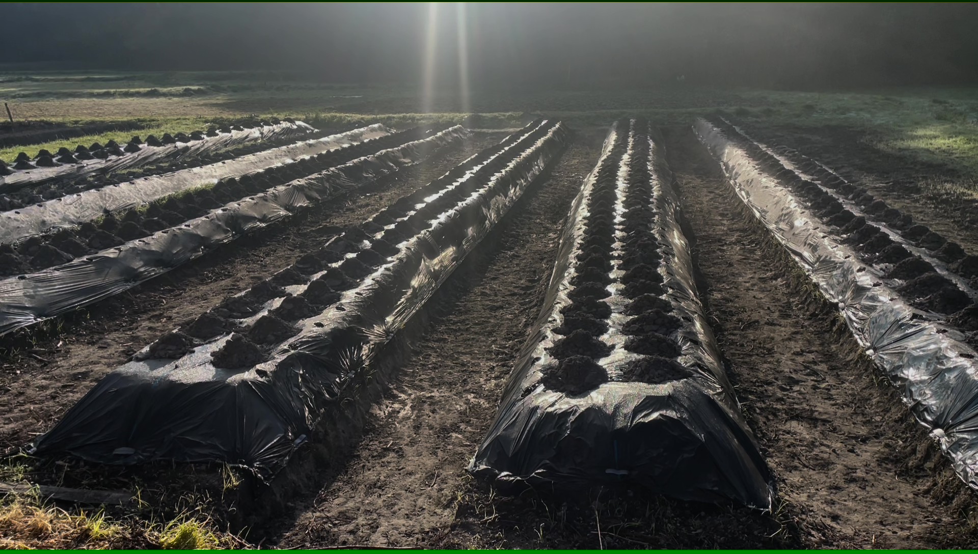 畝と畝のあいだを広くとった、風通しのよい畑の通路