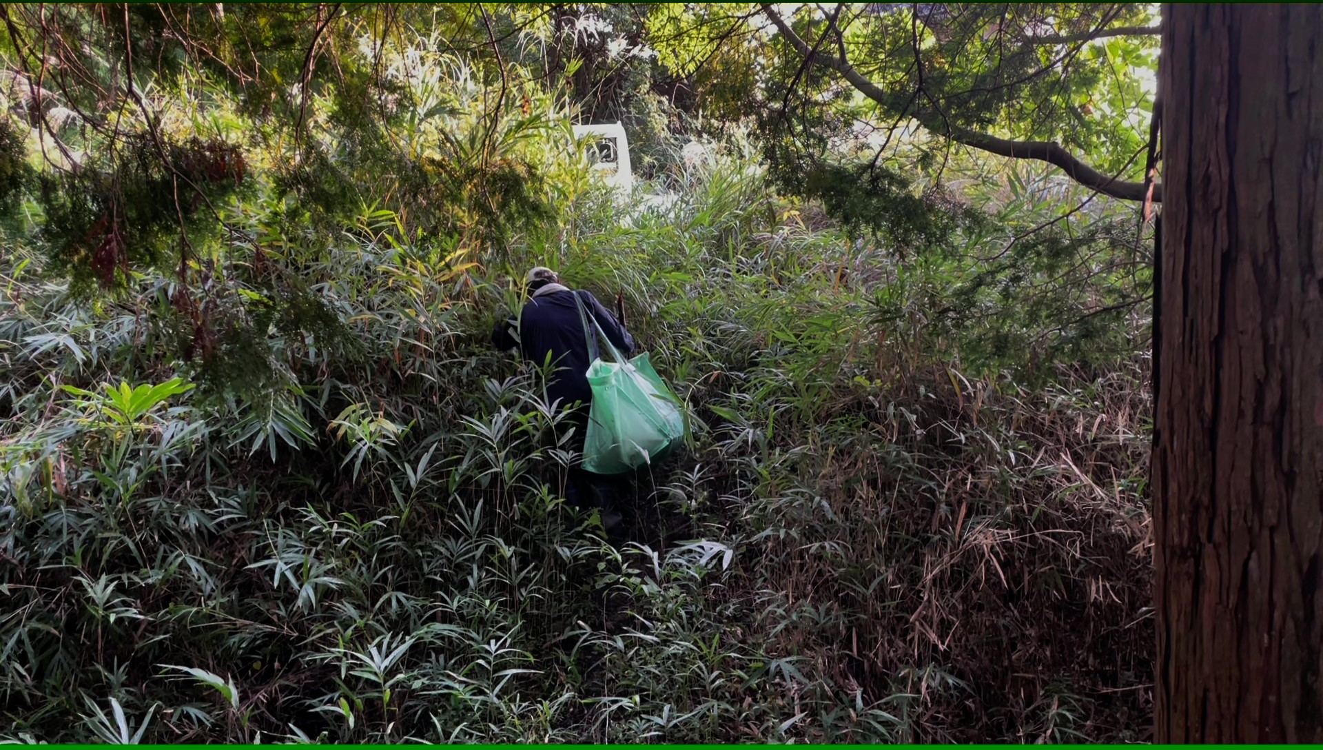 菌ちゃんエサ収集