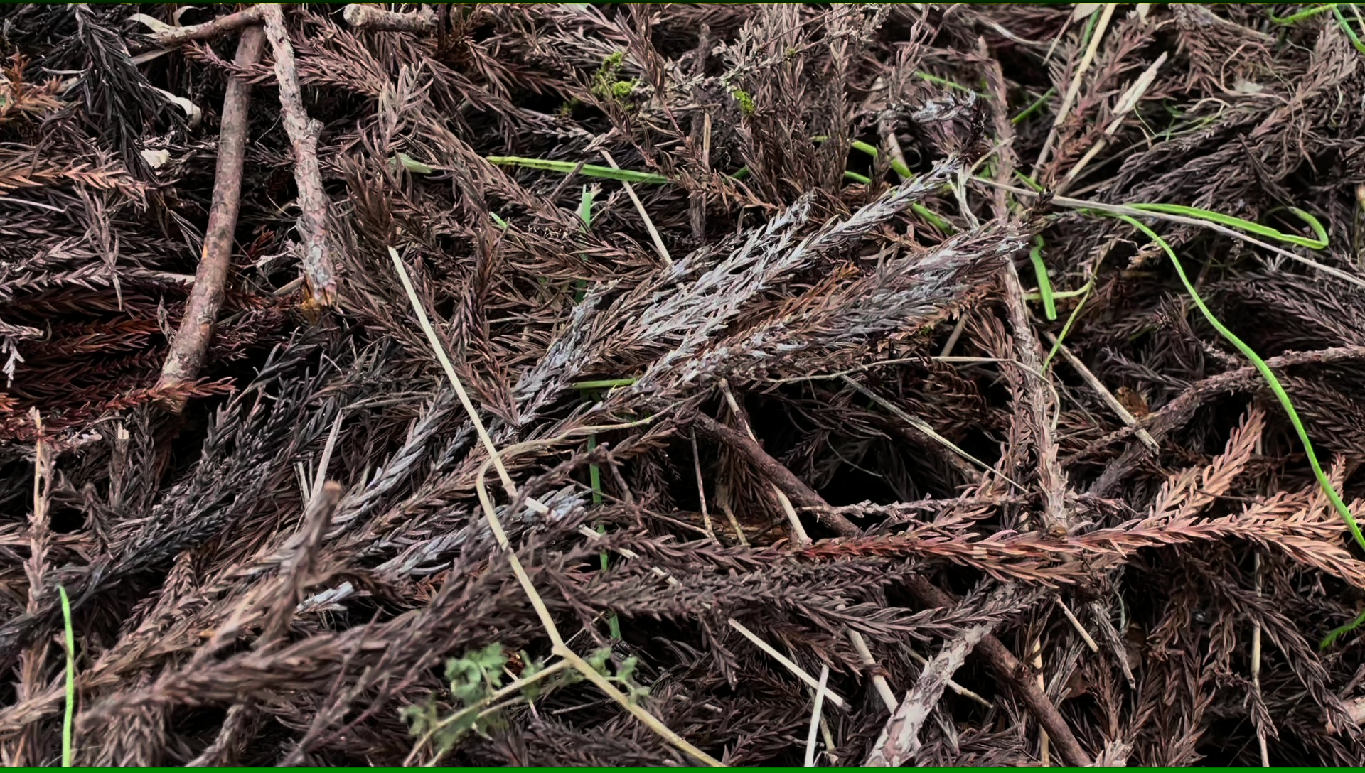 杉の菌が土を良くし野菜を健康に